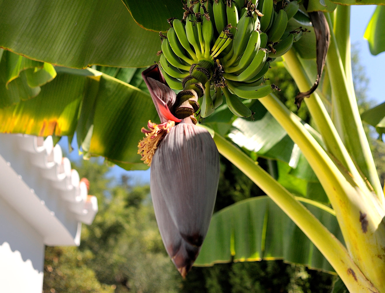 Bananenbaum im Garten